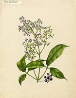 Vitex parviflora