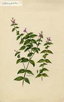 Justicia sessilis