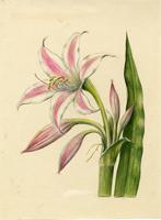Crinum zeylanicum