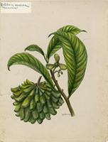 Rollinia mucosa