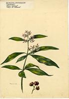 Rauvolfia tetraphylla