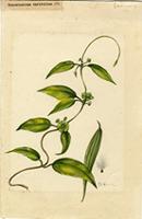 Matelea variifolia