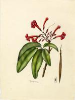 Tabebuia haemantha