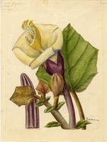 Ochroma pyramidale