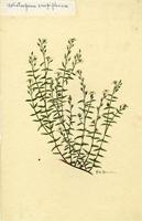 Heliotropium crispiflorum