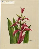Thecophyllum sintenisii