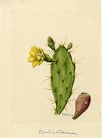 Opuntia antillana