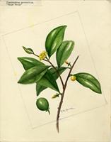 Pleodendron macranthum