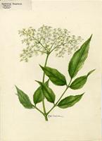 Sambucus simpsoni