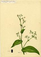 Tradescantia geniculata