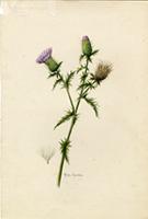 Cirsium mexicanum
