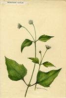 Melanthera confusa