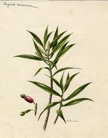 Nageia coriacea
