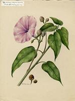 Ipomoea crassicaulis