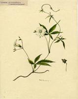 Ipomoea quinquefolia