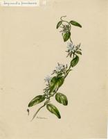 Jacquemontia jamaicensis