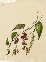 Rajania cordata