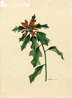 Poinsettia cyathophora