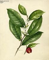 Samyda spinosa