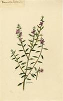 Krameria ixine
