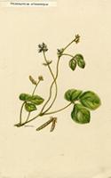 Calopogonium orthocarpum