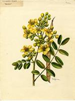 Sciacassia siamea