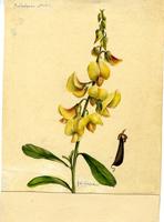 Crotalaria reutsa