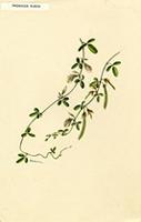 Galactia dubia