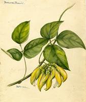 Mucuna sloanei