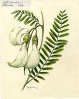 Agati grandiflora