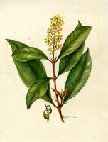 Byrsonima crassifolia