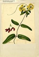 Stigmaphyllon lingulatum