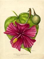 Montezuma speciosissima