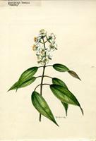 Menendezia stahlii