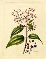 Miconia thomasiana