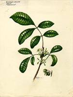 Trichilia pallida