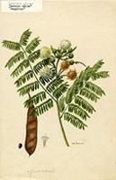 Leucaena glauca