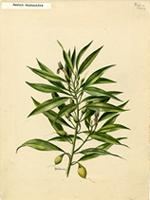 Bontia daphnoides