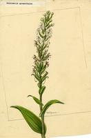 Habenaria monorrhiza