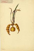 Oncidium papilio