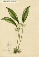 Pleurothallis ruscifolia