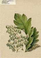 Bocconia frutescens