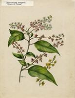 Trichostigma octandra