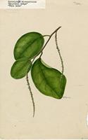 Coccoloba diversifolia