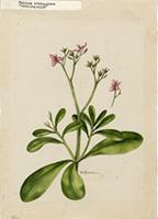 Talinum triangulare