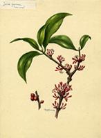 Ixora ferrea