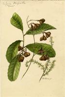 Cupania triquetra