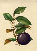 Chrysophyllum cainito