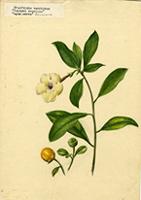 Acnistus arborescens