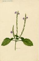 Bouchea prismatica